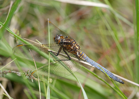 Keeled Skimmer Orthetrum coerulescens