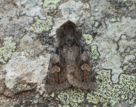 73.363 BF2125 Northern Dart Xestia alpicola