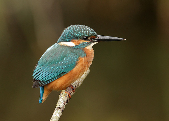 Kingfisher Alcedo atthis