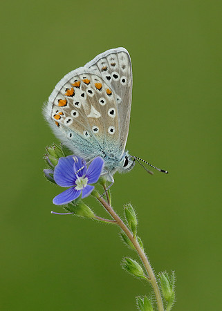 Common Blue Polyommatus icarus