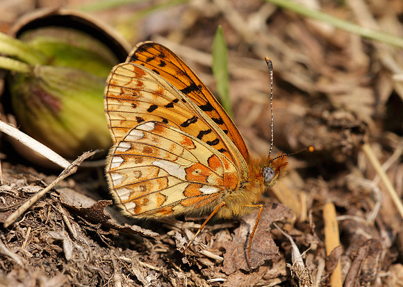 Pearl-Bordered Fritillary Boloria euphrosyne