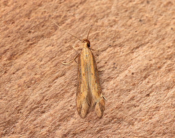 35.058 BF726 Metzneria metzneriella