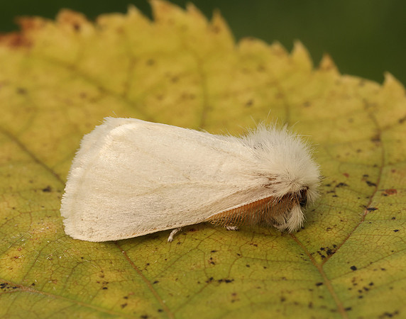72.012 BF2029 Brown-tail Euproctis chrysorrhoea