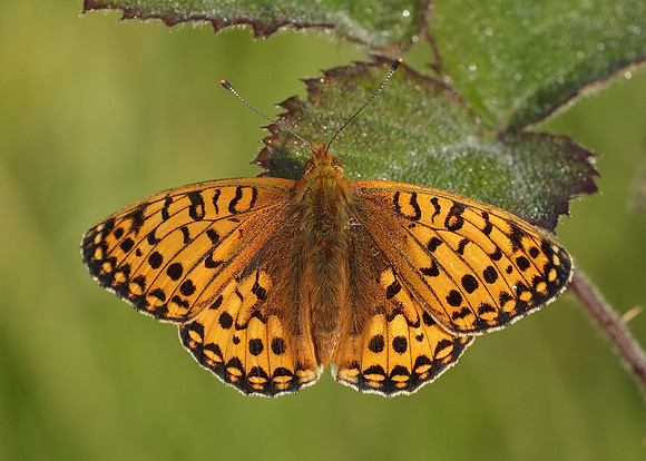 Dark Green fritillary Argynnis aglaja