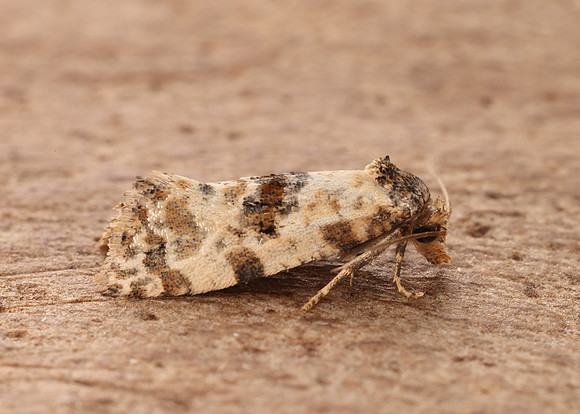 49.138 BF964a Neocochylis molliculana