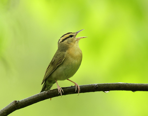 Worm-eating Warbler Helmitheros vermivorum