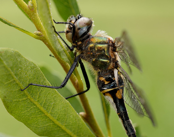 Northern Emerald Somatochlora arctica