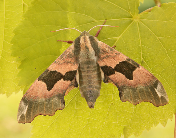 69.001 BF1979 Lime Hawk-moth Mimas tiliae