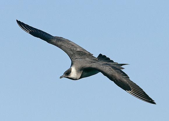 Arctic Skua Stercorarius parasiticus