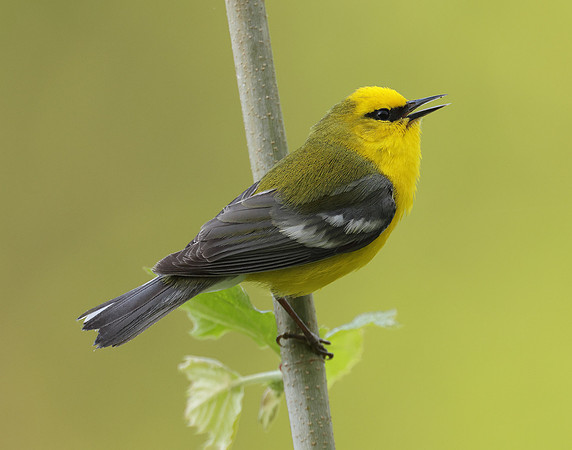 Blue-winged Warbler Vermivora cyanoptera