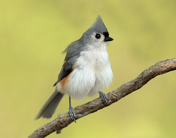 Tufted Titmouse Baeolophus bicolor
