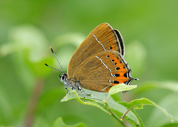 Black Hairstreak Satyrium pruni