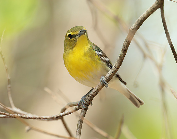 Yellow-throated Vireo Vireo flavifrons