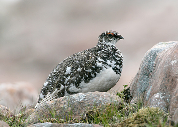 Ptarmigan Lagopus mutus