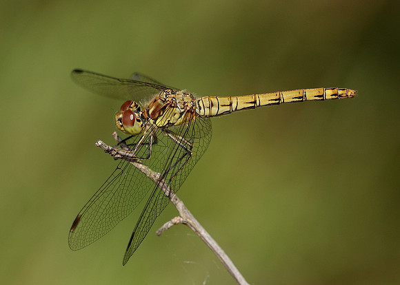 Common Darter Sympetrum striolatum