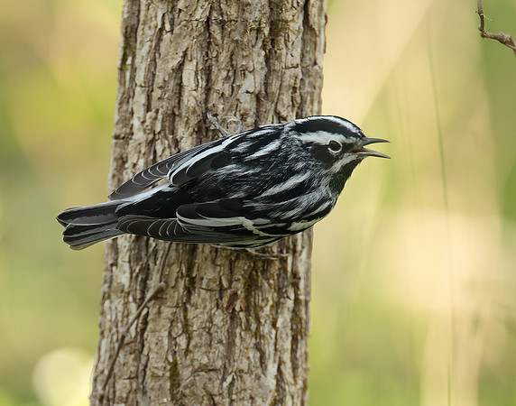 Black & White Warbler Mniotilta varia