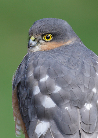 Sparrowhawk Accipiter nisus