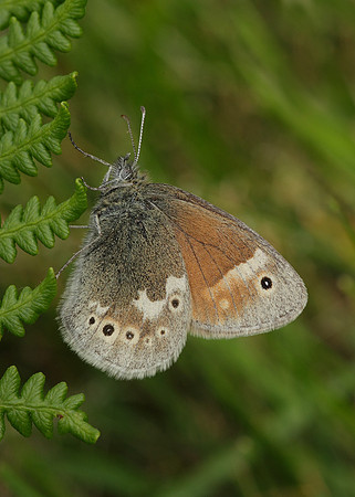 Large Heath Coenonympha tullia