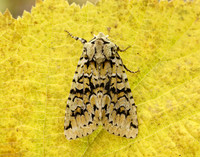 73.224 BF2247 Merveille du Jour Griposia aprilina