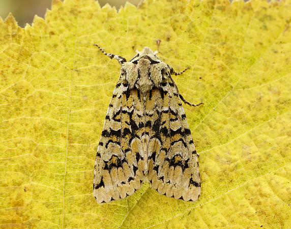 73.224 BF2247 Merveille du Jour Griposia aprilina