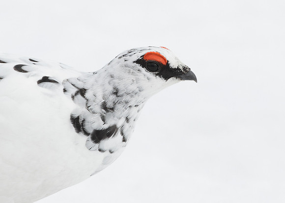 Ptarmigan Lagopus mutus