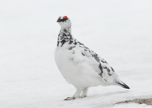 Ptarmigan Lagopus mutus