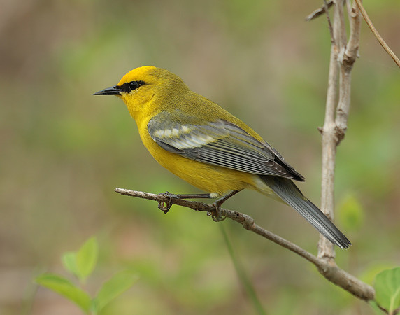 Blue-winged Warbler Vermivora cyanoptera