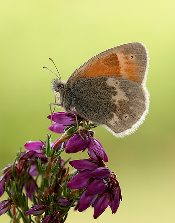 Large Heath scotica Coenonympha tullia scotica