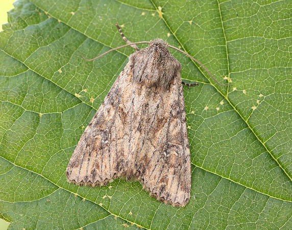 73.157 BF2333 Large Nutmeg Apamea anceps