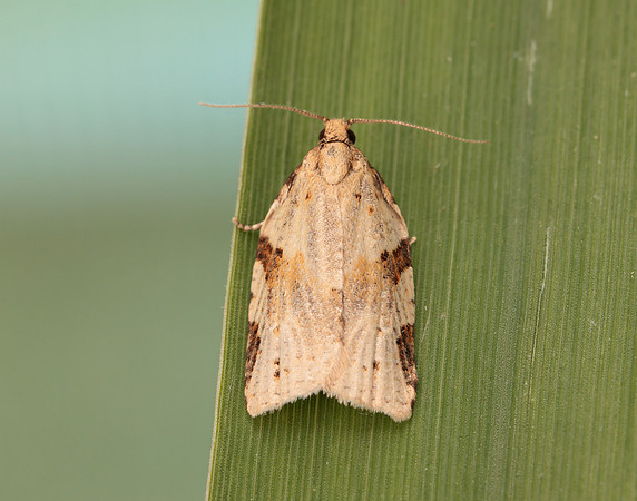 49.037 BF993 Cyclamen Tortrix Clepsis spectrana