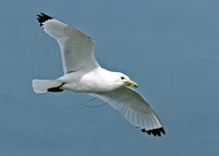 Kittiwake Rissa tridactyla