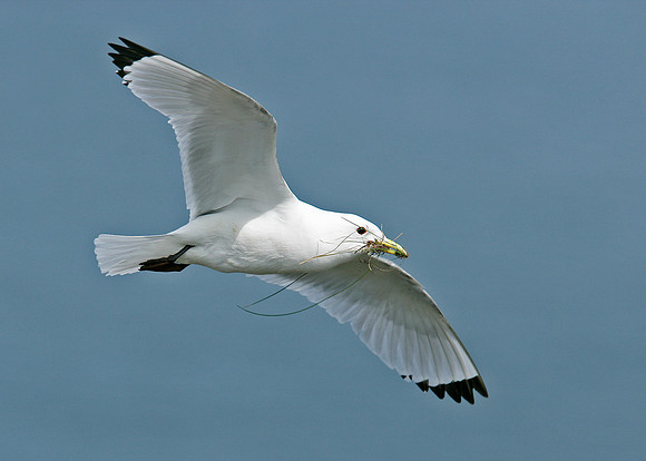 Kittiwake Rissa tridactyla