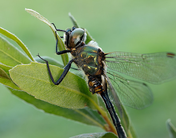 Northern Emerald Somatochlora arctica
