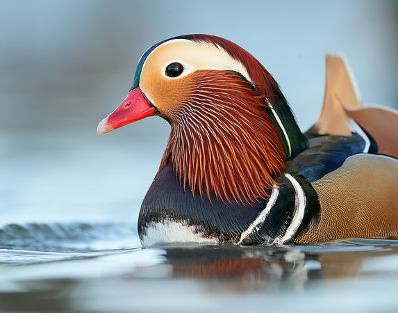 Mandarin Aix galericulata