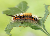 72.018 BF2025 Scarce Vapourer Orgyia recens