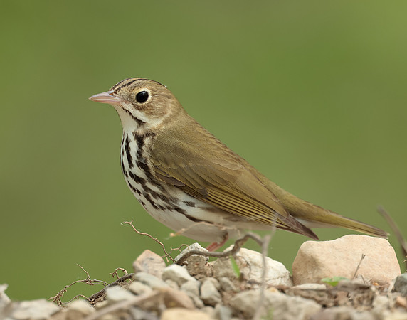 Ovenbird Seiurus aurocapilla