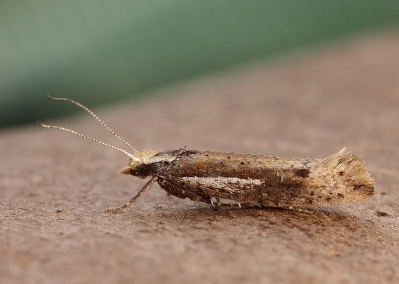 17.010 BF460 Ypsolopha parenthesella