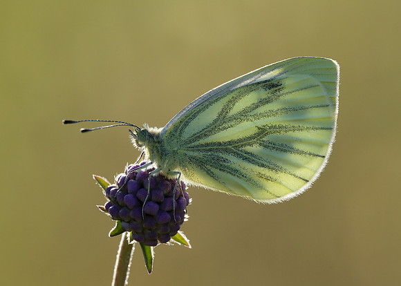 Green-veined White Pieris napi