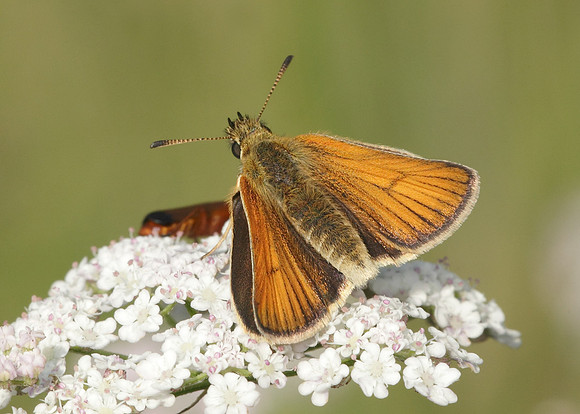 Essex Skipper Thymelicus lineola