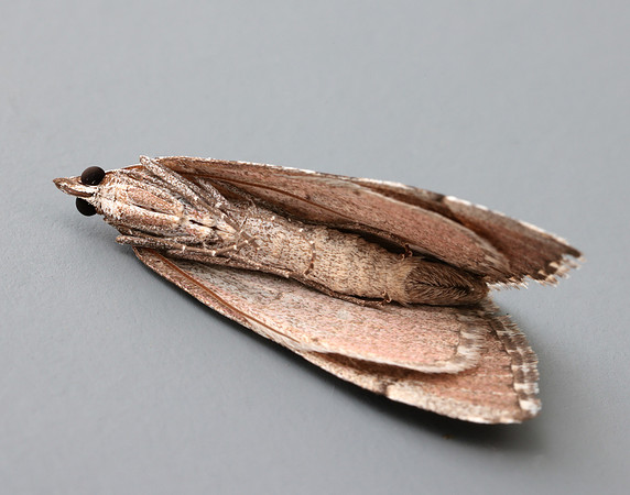 70.192 BF1867 Treble-bar Aplocera plagiata