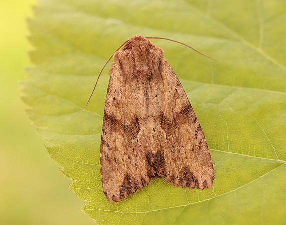 73.164 BF2323 Reddish Light Arches Apamea sublustris