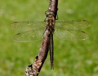 Northern Emerald Somatochlora arctica
