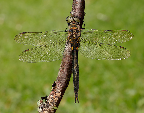 Northern Emerald Somatochlora arctica