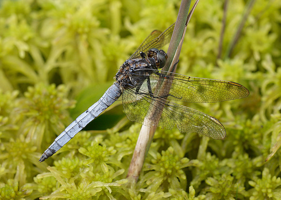 Keeled Skimmer Orthetrum coerulescens