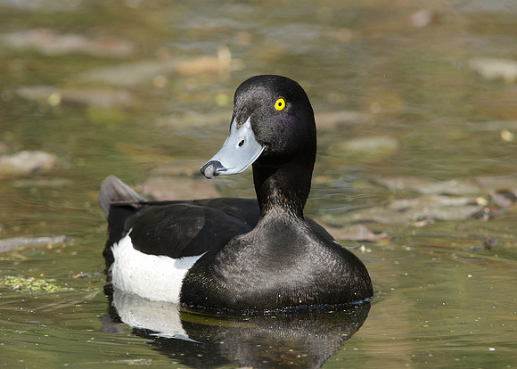 Tufted Duck Aythya fuligula