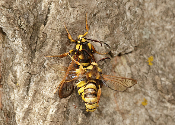 52.002 BF0370 Hornet Moth Sesia apiformis