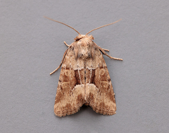 73.176 BF2340 Middle-barred Minor Oligia fasciuncula