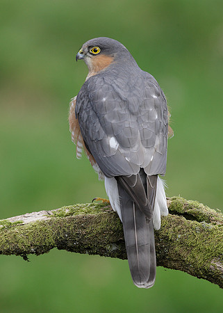 Sparrowhawk Accipiter nisus