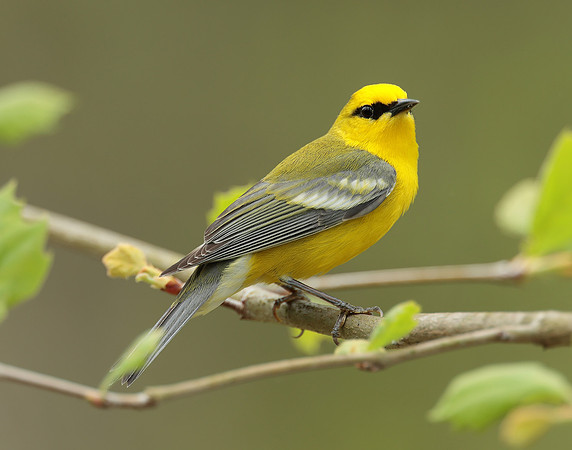 Blue-winged Warbler Vermivora cyanoptera