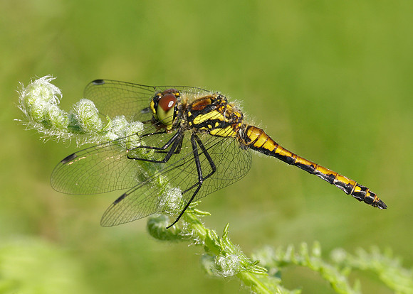Black Darter Sympetrum danae
